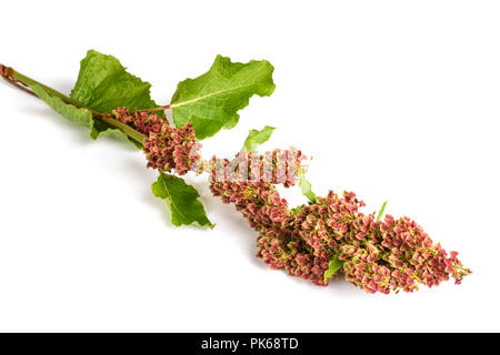 Rumex (rumex alpinus) isolated on white background Stock Photo