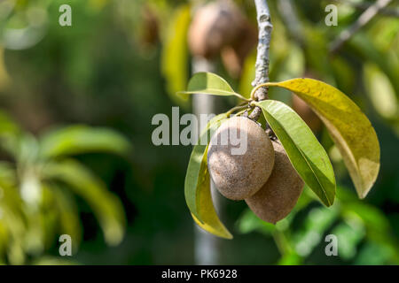 Sapodilla Fruits on a Tree, Thailand Stock Photo