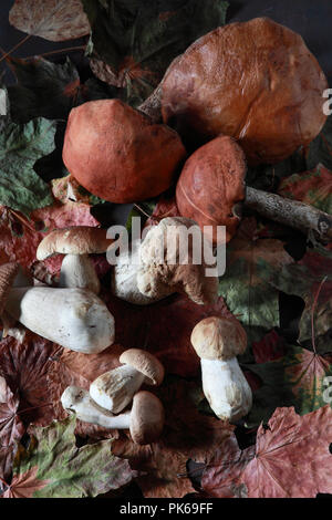 Various mushrooms on a black background Stock Photo