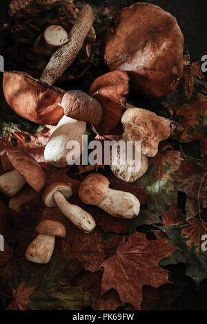 Various mushrooms on a black background Stock Photo