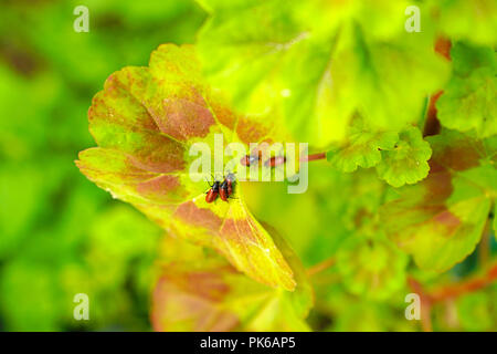 Group of red beetle (Lilioceris cheni, also know as air potato leaf beetle) on Pelargonium graveolens Stock Photo