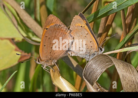 A mating pair of Small Copper butterflies Stock Photo