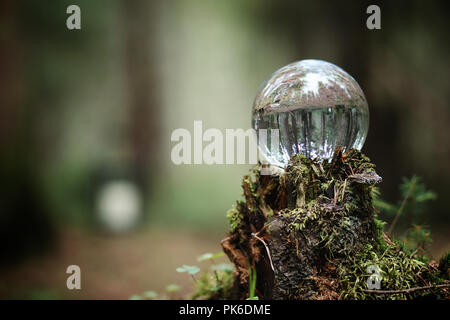 Crystal ball. A magical accessory in the woods on the stump. Rit Stock Photo