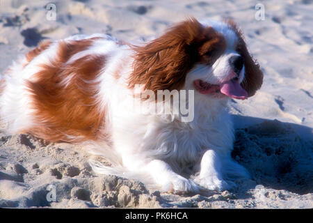 The King Charles Spaniel (also known as the English Toy Spaniel) is a small dog breed of the spaniel type. Bondi Beach, New South Wales, Australia Stock Photo