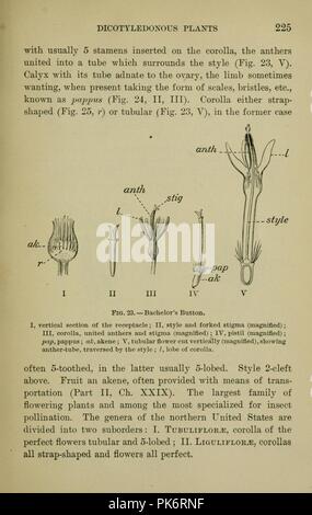 Bergen's botany - key and flora - Northern and Central States ed (Page 225) Stock Photo
