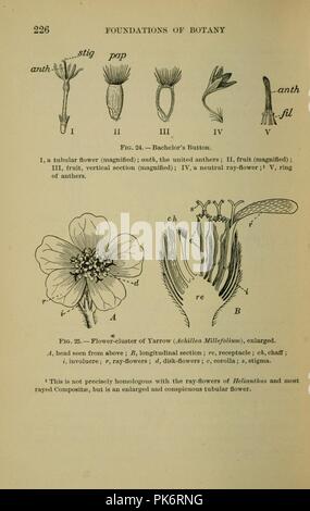 Bergen's botany - key and flora - Northern and Central States ed (Page 226) Stock Photo
