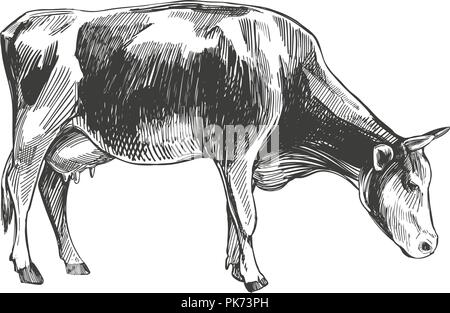 cow - domestic animal, farm hand drawn vector illustration sketch Stock Vector