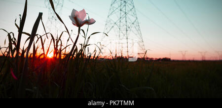 The evening electricity pylon silhouette Stock Photo
