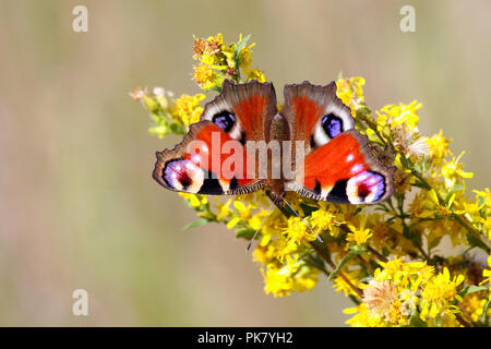 peacock butterfly sits on a branch with yellow flowers, in the background a light blurred background of grass, wings are open, insect Stock Photo