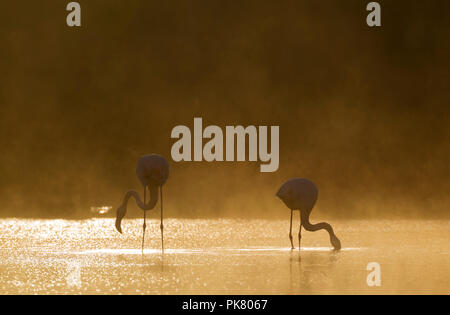 Greater Flamingo (Phoenicopterus roseus), male on the left and female, feeding at a cold and misty morning at the Laguna de Stock Photo