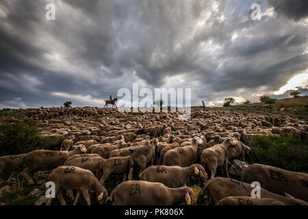 Paths of transhumance with the last people who dedicate themselves to this work in Spain through the region of Soria Stock Photo