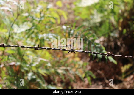 Dragonfly resting on barbed wire Stock Photo
