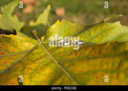 Shining Wedding Rings on Tree Leaf in Autumn Stock Photo