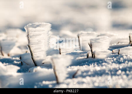 Strong winds and heavy snow overnight caused little 'ice flags' to form on the cotton grass on the high peak moors. Stock Photo