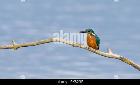 Front view of a wild, British common kingfisher bird (Alcedo atthis) isolated, perched on branch over water, natural UK habitat. Stock Photo