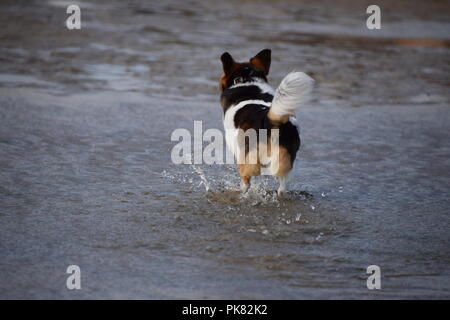 Small jack russel x chihuahua  dog splashing through puddles at the beach Stock Photo