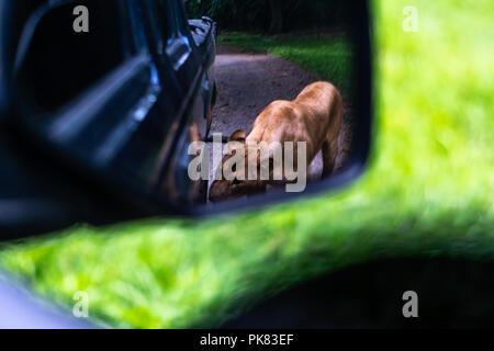 lion in rear view mirror