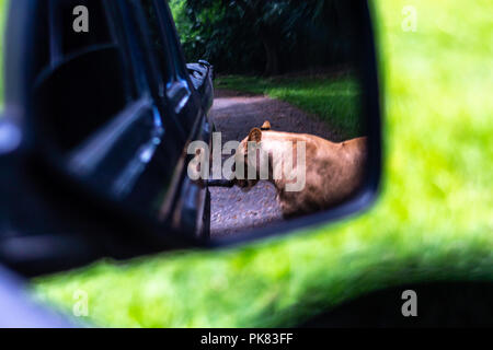lion in rear view mirror