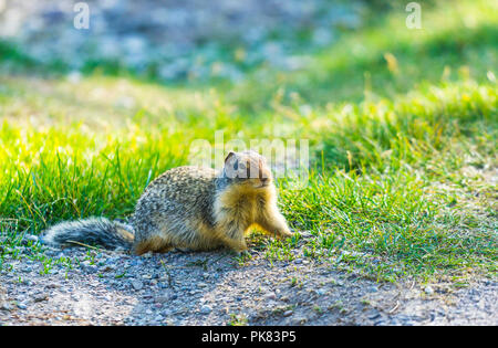 gopher stand on the glass field on sunny day. Stock Photo