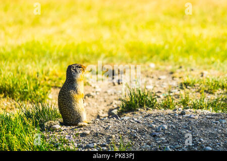 gopher stand on the glass field on sunny day. Stock Photo