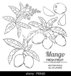 mango plant vector isolated on white background Stock Vector
