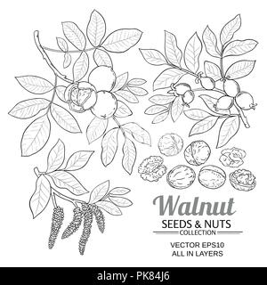 walnut plant vector set on white background Stock Vector