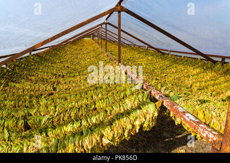 air curing tobacco duration Air-cured leaves of tobacco, drying in a field in Greece Stock Photo