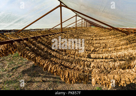 bringing tobacco into canada bringing tobacco into canada Did you know that in 2023, over 660,000 kg of  undeclared tobacco