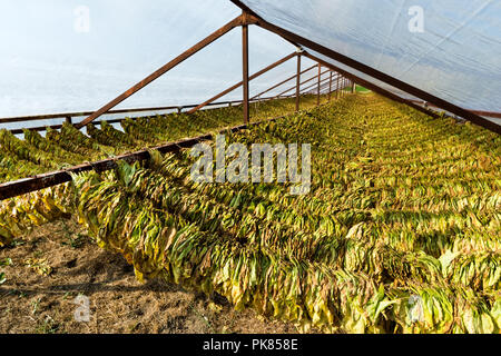 Air-cured leaves of tobacco, drying in a field in Greece Stock Photo