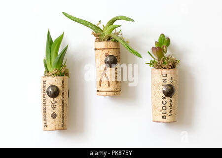 Succulents in DIY wine cork planters attached to a refrigerator by magnets Stock Photo