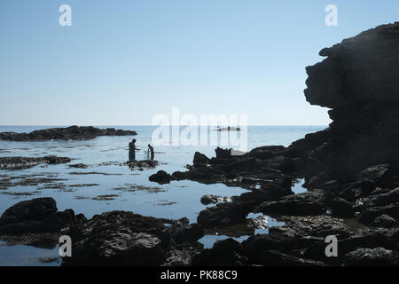 Father nand son fishing in rock pools at Trearddur Bay on Anglesey, North Wales Stock Photo