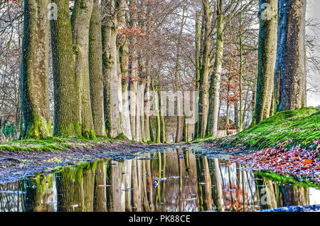 Tall trees reflecting in a puddle on a path in a forest in late autumn Stock Photo