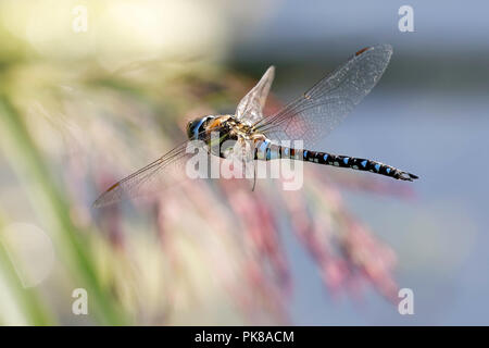 Migrant Hawker dragonfly in flight Stock Photo