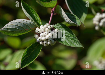 Red Osier Dogwood berries Stock Photo