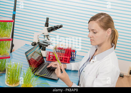 scientist with green plant in modern laboratory. woman study of genetic modified GMO plants in the laboratory Stock Photo