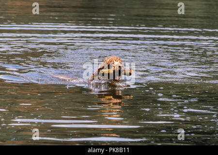 Swimming dog with stick in mouth Stock Photo