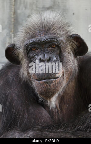 Common chimpanzee (Pan troglodytes), also known as the robust chimpanzee. Stock Photo