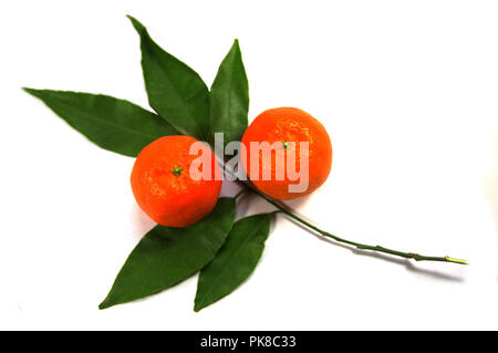 Two tangerines with white background and green leaves of orange tree Stock Photo
