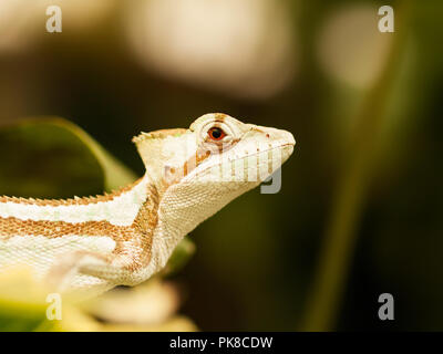 Portrait of Jesus Iguana lizard - Laemanctus serratus Stock Photo