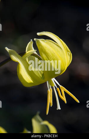 Erythronium 'Pagoda' or dog's toothed violet, Erythronium tuolumnense, flower with redurved yellow petals, April Stock Photo