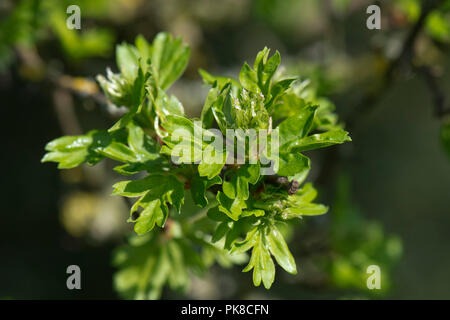 Leaves and flower buds of hawthorn, Crataegus monogyna, bursting opening in early spring, Berkshire, April Stock Photo