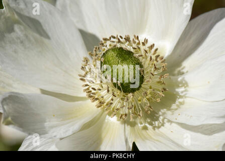 Poppy anemone, Anemone coronaria, white petal like tepals, anthers and tightly packed pistils, May Stock Photo