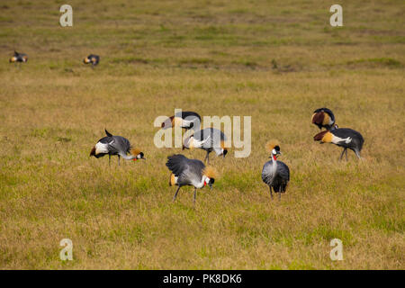 Grey crowned crane (balearica regulorum) in Amboseli National Park, Kenya Stock Photo