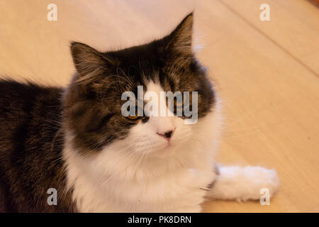 Norwegian cat staring lying on floor with eyes open Stock Photo