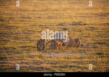 Mom lion invites the remaining four cubs to retreat from the open space to the bush - a large amount of safari machines distracting her. Amboseli Nati Stock Photo