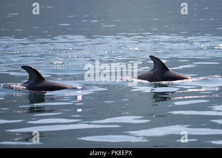 Dolphins Swimming Stock Photo