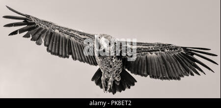 Soaring Vulture in Masai Mara Stock Photo