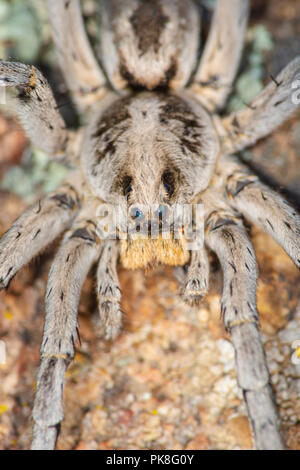 Carolina Wolf Spider (Hogna carolinensis), considered the largest wolf spider in the US of over 2000 species. Photographed in Castle Rock Colorado US. Stock Photo