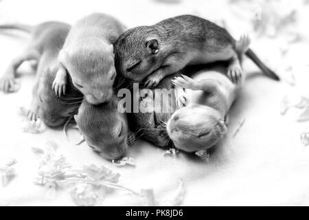 Little cute sleeping mice babies. Macro image. Stock Photo