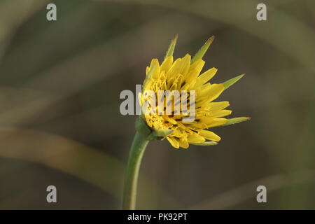 Goats-beard (Tragopogon pratensis) Stock Photo